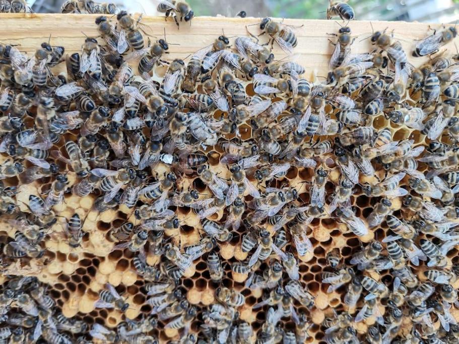 Fewo "Am Bienenstock" In Dallgow-Doeberitz Exterior foto
