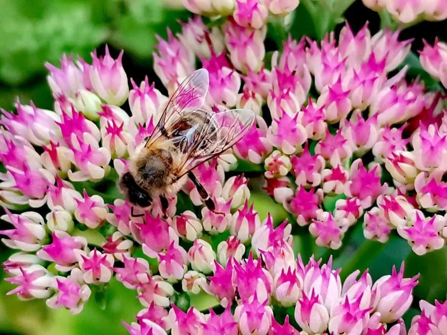 Fewo "Am Bienenstock" In Dallgow-Doeberitz Exterior foto